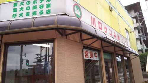 福島市・ペット・サロン・トリミング ｜ 川口ケンネル